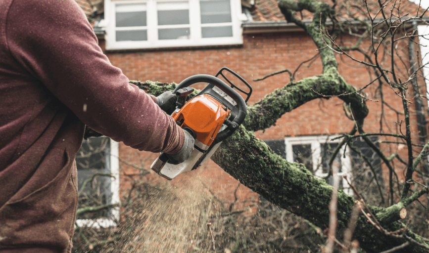 TREE REMOVAL